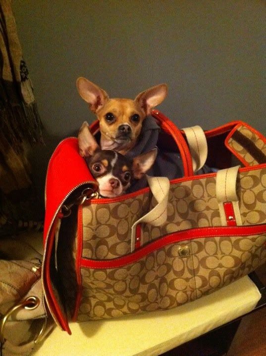 coach dog tote