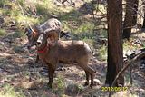 th_turkeybighornsheep052.jpg