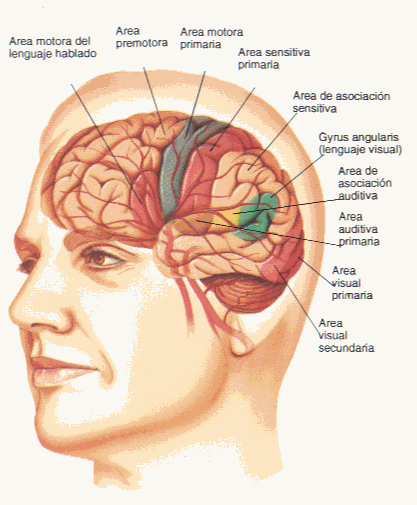 10 Cosas sobre tu Cerebro 10 Cosas sobre tu Cerebro
