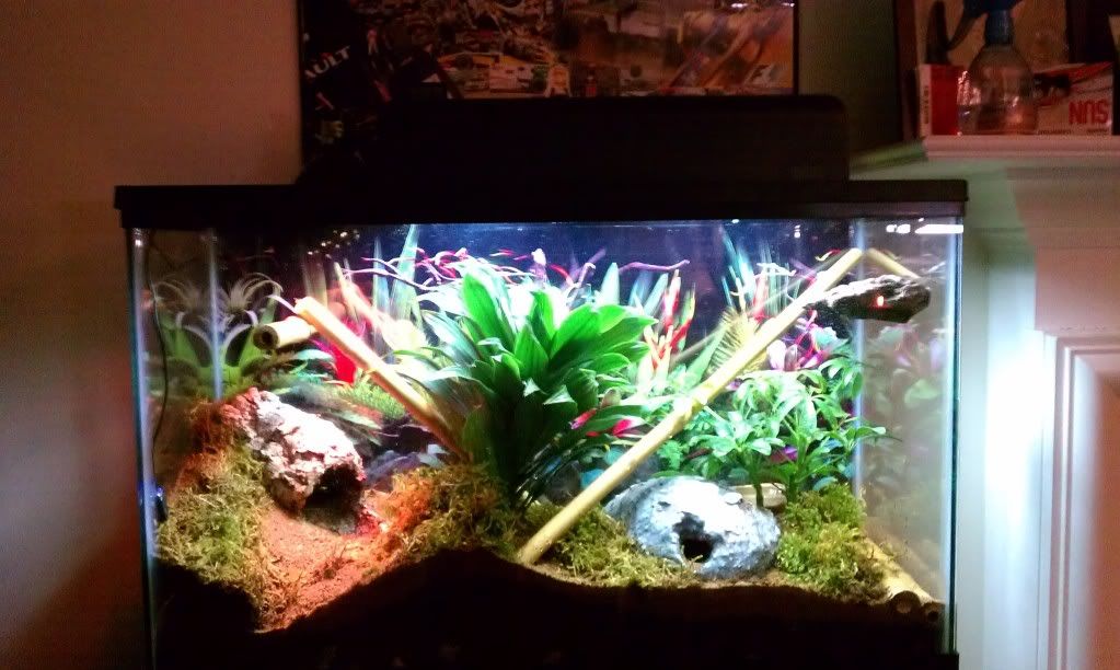 Vivarium terrarium shelf build