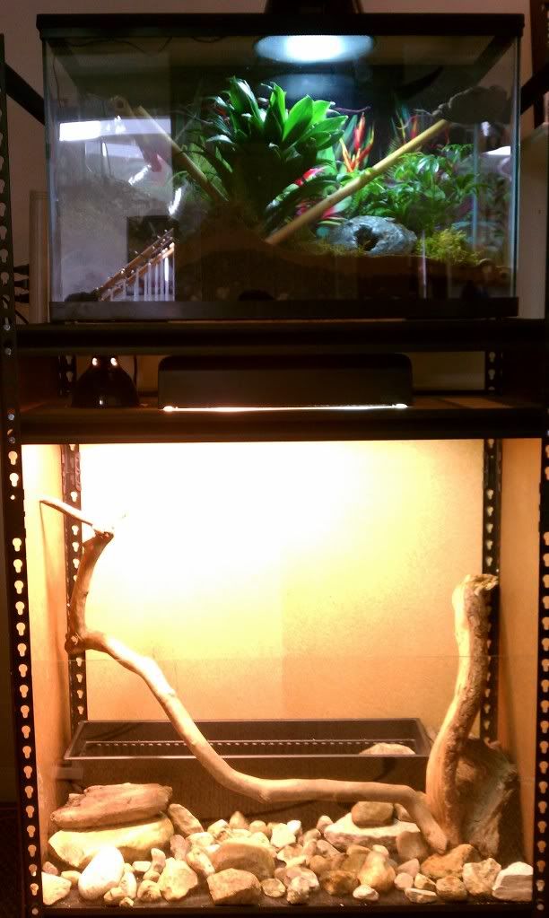 Vivarium terrarium shelf build