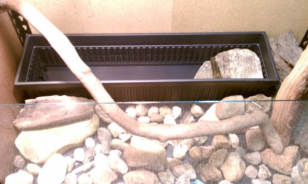 Vivarium terrarium shelf build