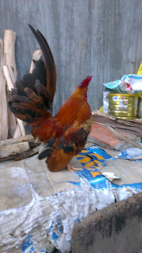 Bán