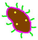tipos de bacterias