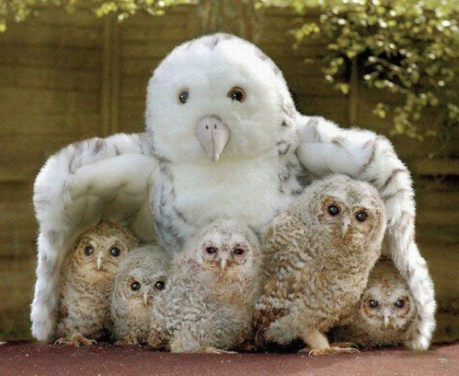 Owl photo:  a-cute-hq-animals-4.jpg