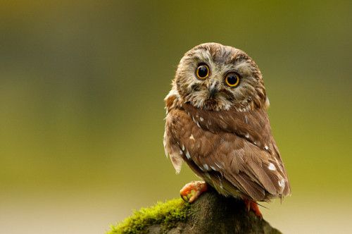 owl photo:  amazing-animal-animals-eyes-gsayour-Favimcom-138997.jpg