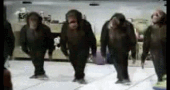 photo Dancing_Chimps_zps4450f6e1.gif