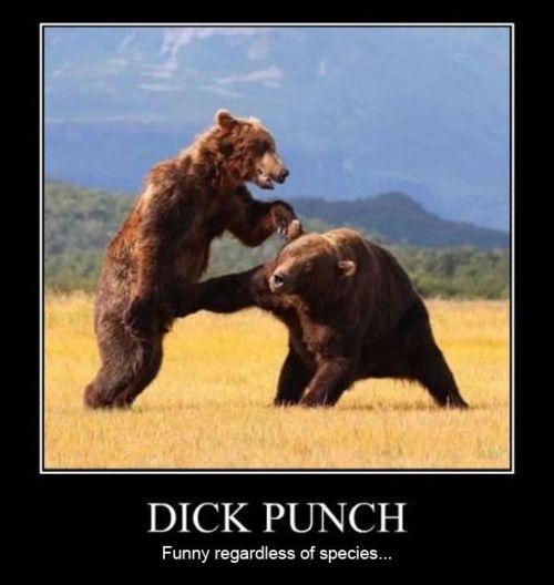 funny-bears-fighting-punch_zps2aabe8d9.jpg