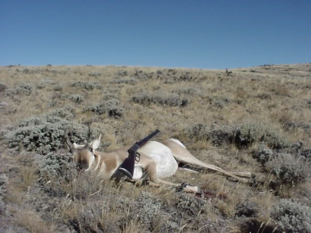 Antelope05.jpg