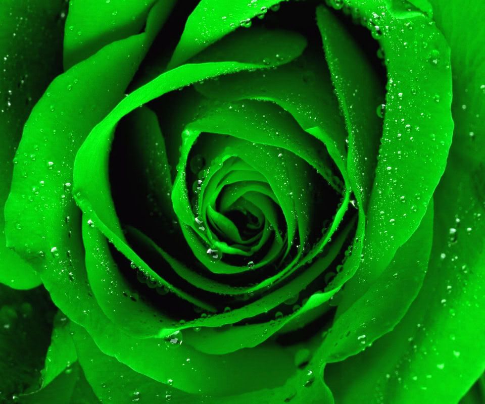 green_rose.jpg