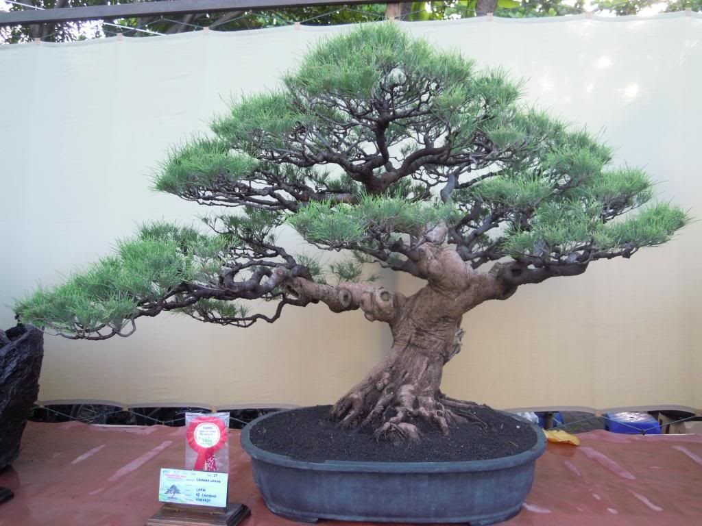 Jurnal Bonsai Indonesia Jurnal Bonsai Indonesia