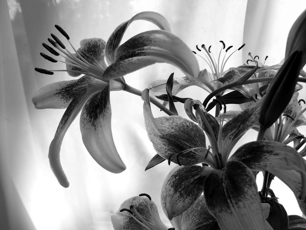 black and white Pictures, Images and Photos