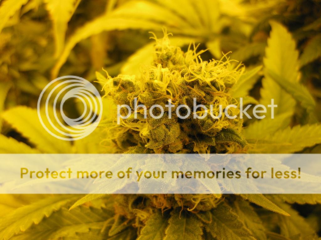 2nd set of white hairs??? Grasscity Forums The 1 Marijuana