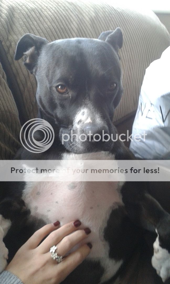 Your Cute Puppy/Adult Staffy Picture IMG-20141009-WA0000%20-%20Copy